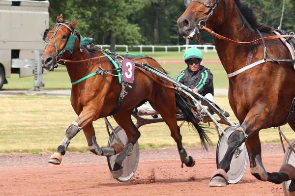 HYSOPE DU BOCAGE